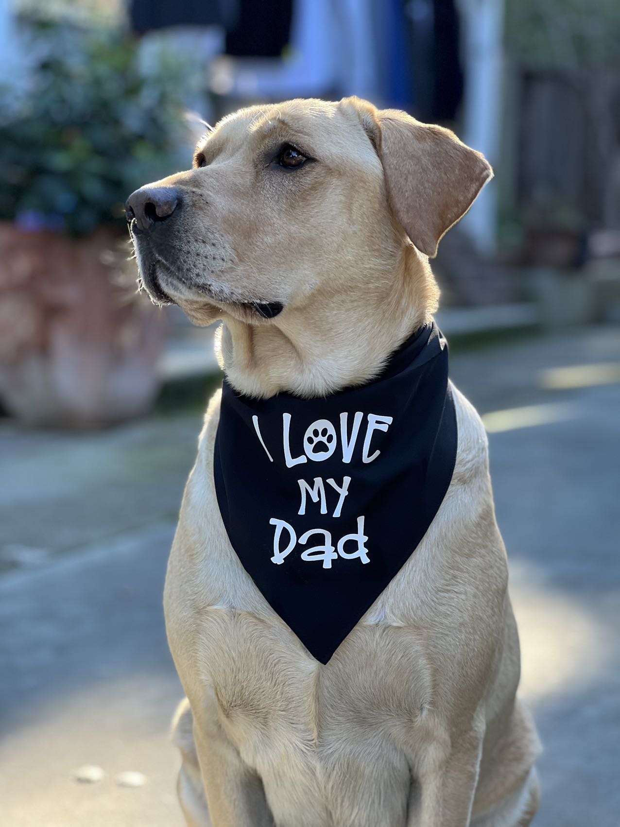Valentine's Day Dog Dad Cap and "I Love My Dad" Bandana Set